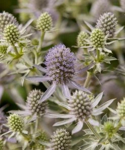 Roots Plants Perennials Eryngium 'Magical Blue Globe' | 1L Pot