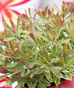 Roots Plants Perennials Euphorbia 'Ascot Rainbow'