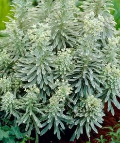 Roots Plants Perennials Euphorbia 'Silver Edge'