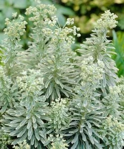 Roots Plants Perennials Euphorbia 'Silver Edge'