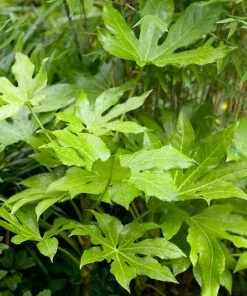 Roots Plants Fatsia 'Japonica' 18cm Pot