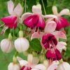 Roots Plants Fuchsias Fuchsia 'Paula Jane Standard' | 3L Pot
