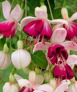 Roots Plants Fuchsias Fuchsia 'Paula Jane Standard' | 3L Pot