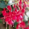 Roots Plants Fuchsia 'Red Tyrol Standard' | 3L Pot