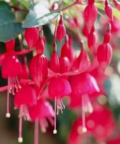 Roots Plants Fuchsia 'Red Tyrol Standard' | 3L Pot