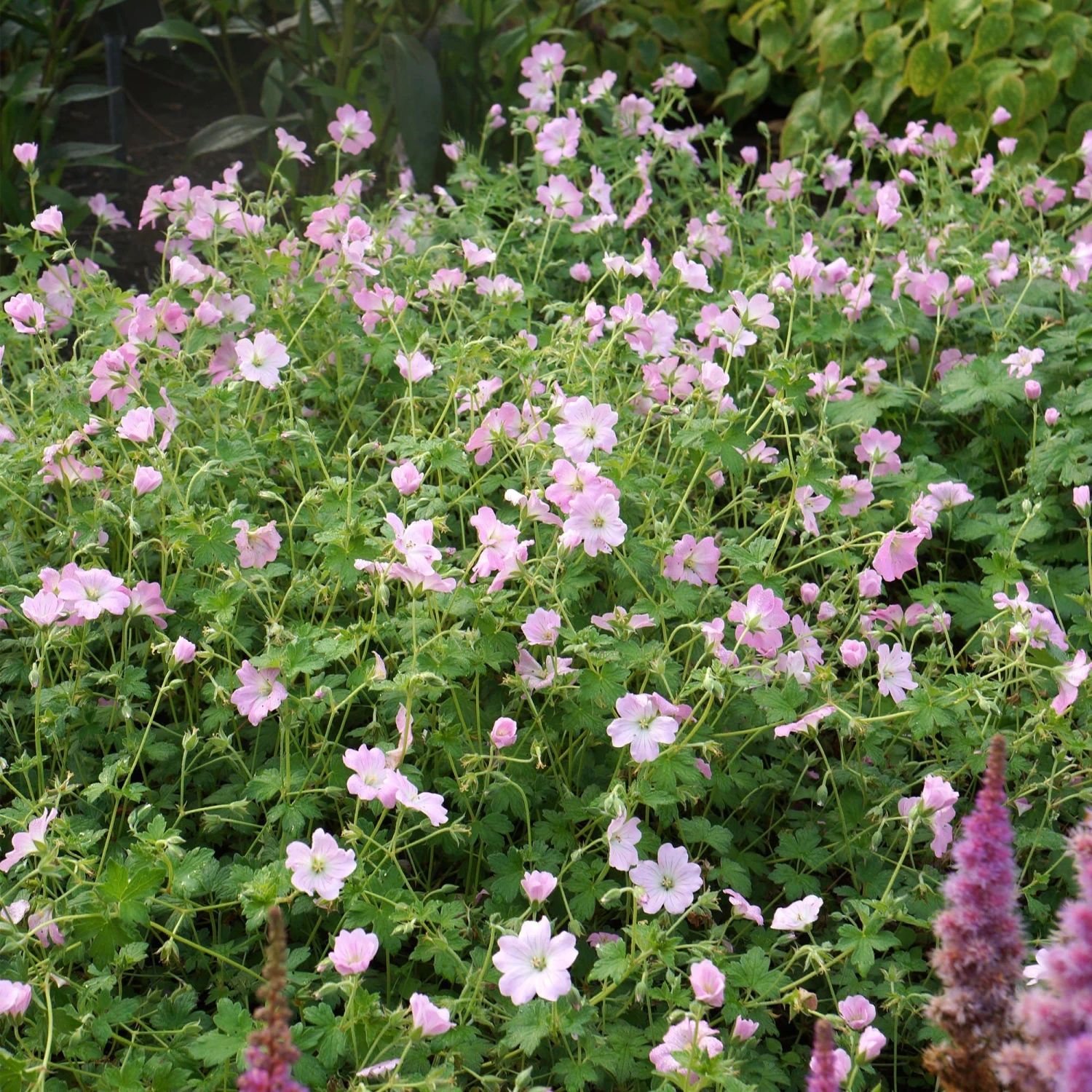 Roots Plants Geraniums & Pelargoniums Hardy Geranium Collection | 3 X 1L Pots 5 Roots Plants Geraniums & Pelargoniums Hardy Geranium Collection | 3 X 1L Pots