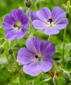 Roots Plants Geranium 'Rozanne'