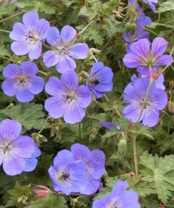 Roots Plants Geranium 'Rozanne'