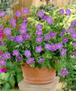 Roots Plants Geranium 'Rozanne' 8 Roots Plants Geranium 'Rozanne'