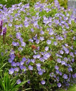 Roots Plants Geranium 'Rozanne' 9 Roots Plants Geranium 'Rozanne'