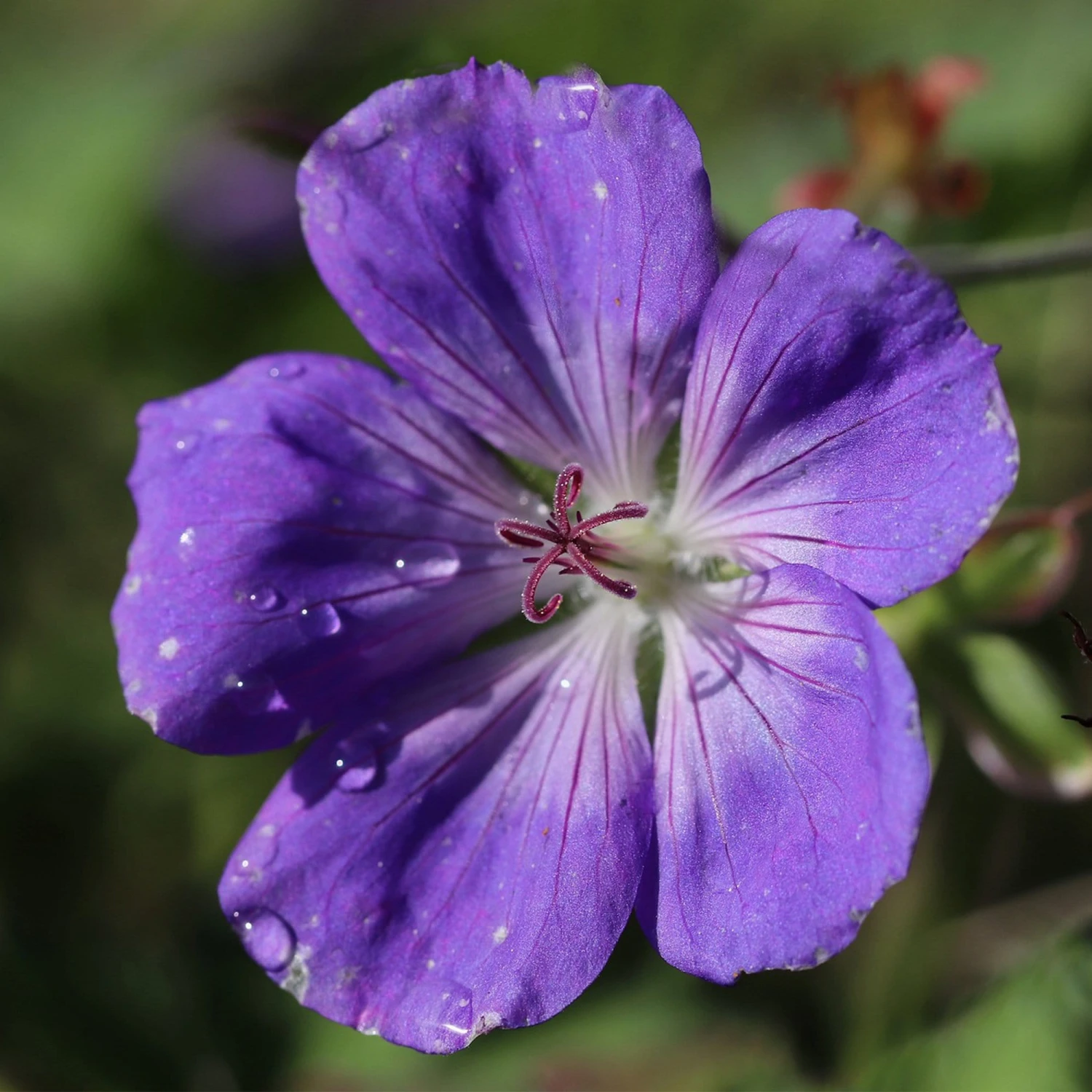 Roots Plants Geraniums & Pelargoniums Hardy Geranium Collection | 3 X 1L Pots 8 Roots Plants Geraniums & Pelargoniums Hardy Geranium Collection | 3 X 1L Pots