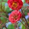 Roots Plants Geum 'Flames Of Passion' | 10.5cm Pot 1 Roots Plants Geum 'Flames Of Passion' | 10.5cm Pot