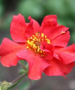 Roots Plants Perennials Geum 'Mrs Bradshaw'