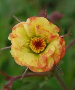 Roots Plants Geum 'Tequila Sunrise' | 10.5cm Pot