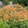 Roots Plants Perennials Geum 'Totally Tangerine'