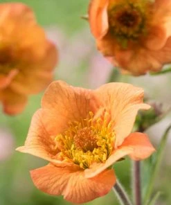 Roots Plants Perennials Geum 'Totally Tangerine'