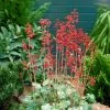 Roots Plants Perennials Heuchera 'Ruby Bells' | 10.5cm Pot