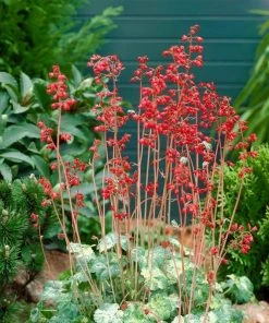 Roots Plants Perennials Heuchera 'Ruby Bells' | 10.5cm Pot