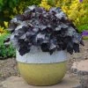 Roots Plants Perennials Heuchera Black Pearl' | 3L Pot
