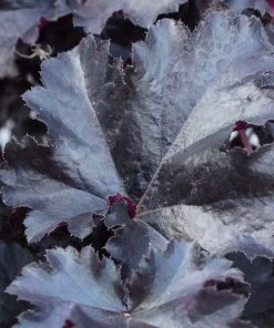 Roots Plants Perennials Heuchera Black Pearl' | 3L Pot