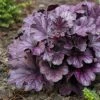 Roots Plants Perennials Heuchera 'Forever Purple' | 3L Pot 1 Roots Plants Perennials Heuchera 'Forever Purple' | 3L Pot