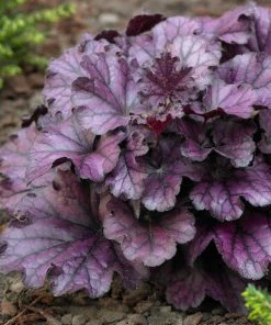 Roots Plants Perennials Heuchera 'Forever Purple' | 3L Pot