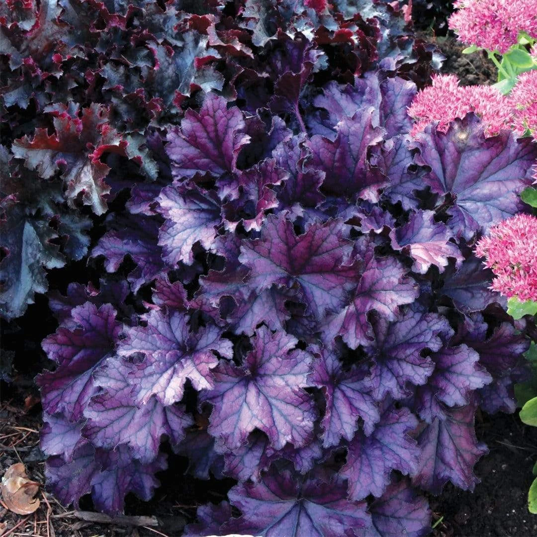 Roots Plants Heuchera Collection Perennials 11 Roots Plants Heuchera Collection Perennials