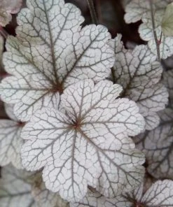 Roots Plants Heuchera Collection Perennials 19 Roots Plants Heuchera Collection Perennials