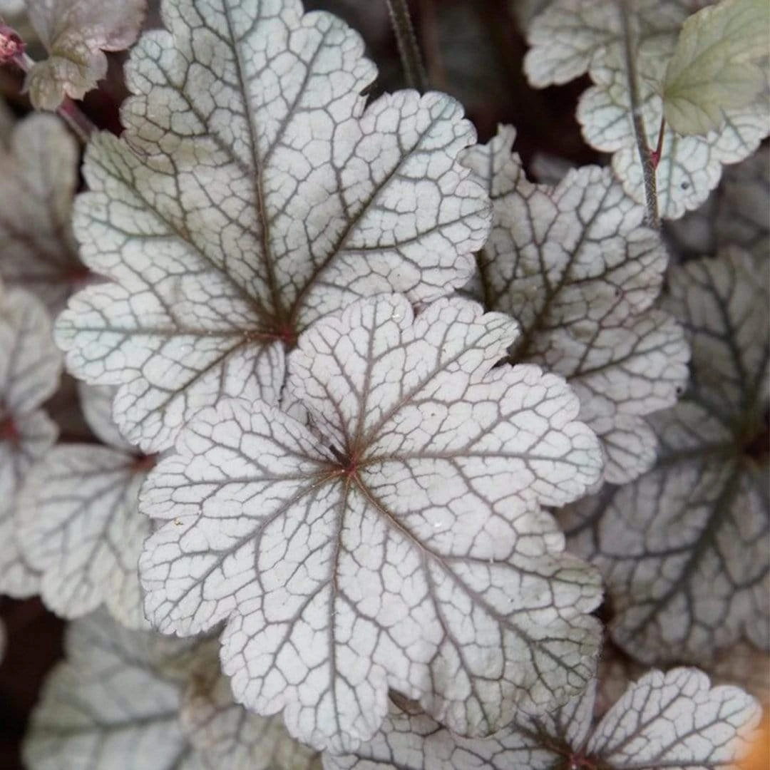 Roots Plants Heuchera Collection Perennials 10 Roots Plants Heuchera Collection Perennials