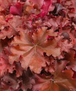 Roots Plants Perennials Heuchera 'Indian Summer Boysenberry' | 3L Pot