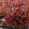 Roots Plants Heuchera 'Indian Summer Cranberry' Perennials