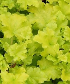 Roots Plants Heuchera Collection Perennials 18 Roots Plants Heuchera Collection Perennials