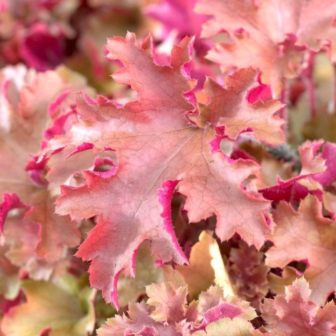Roots Plants Perennials Heuchera 'Marmalade' 3 Roots Plants Perennials Heuchera 'Marmalade'