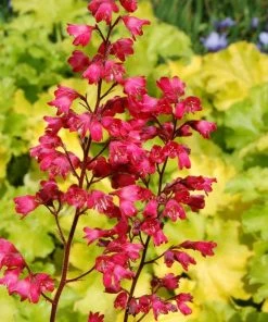 Roots Plants Perennials Heuchera 'Paris'