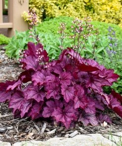 Roots Plants Heuchera 'Wild Rose' | 3L Pot