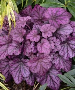Roots Plants Heuchera 'Wild Rose' | 3L Pot 9 Roots Plants Heuchera 'Wild Rose' | 3L Pot