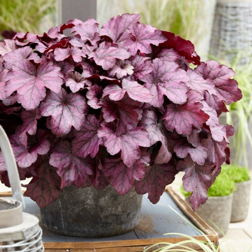 Roots Plants Heuchera 'Wild Rose' | 3L Pot 3 Roots Plants Heuchera 'Wild Rose' | 3L Pot