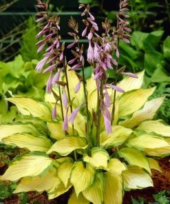 Roots Plants Hosta'Lady Guinevere'
