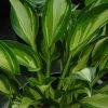 Roots Plants Perennials Hosta 'Lakeside Little Tuft' | 1L Pot