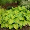 Roots Plants Perennials Hosta 'Stained Glass' | 1L Pot 2 Roots Plants Perennials Hosta 'Stained Glass' | 1L Pot