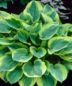 Roots Plants Perennials Hosta Collection | 6 X 1L Pots