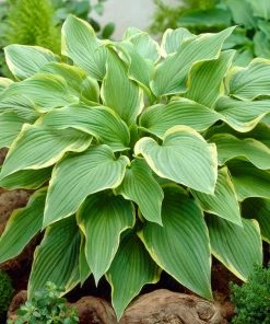 Roots Plants Hosta 'Wide Brim' | 1L Pot Perennials
