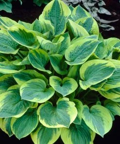Roots Plants Hosta 'Wide Brim' | 1L Pot Perennials