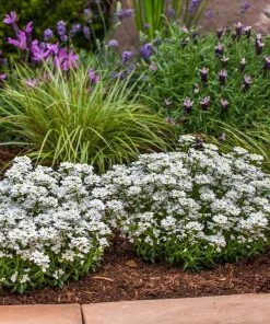 Roots Plants Iberis 'Snowsurfer Forte' | 10.5cm Pot Perennials