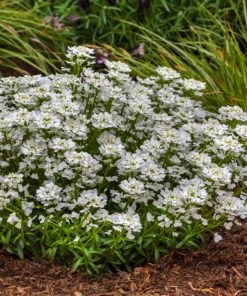 Roots Plants Iberis 'Snowsurfer Forte' | 10.5cm Pot Perennials 7 Roots Plants Iberis 'Snowsurfer Forte' | 10.5cm Pot Perennials