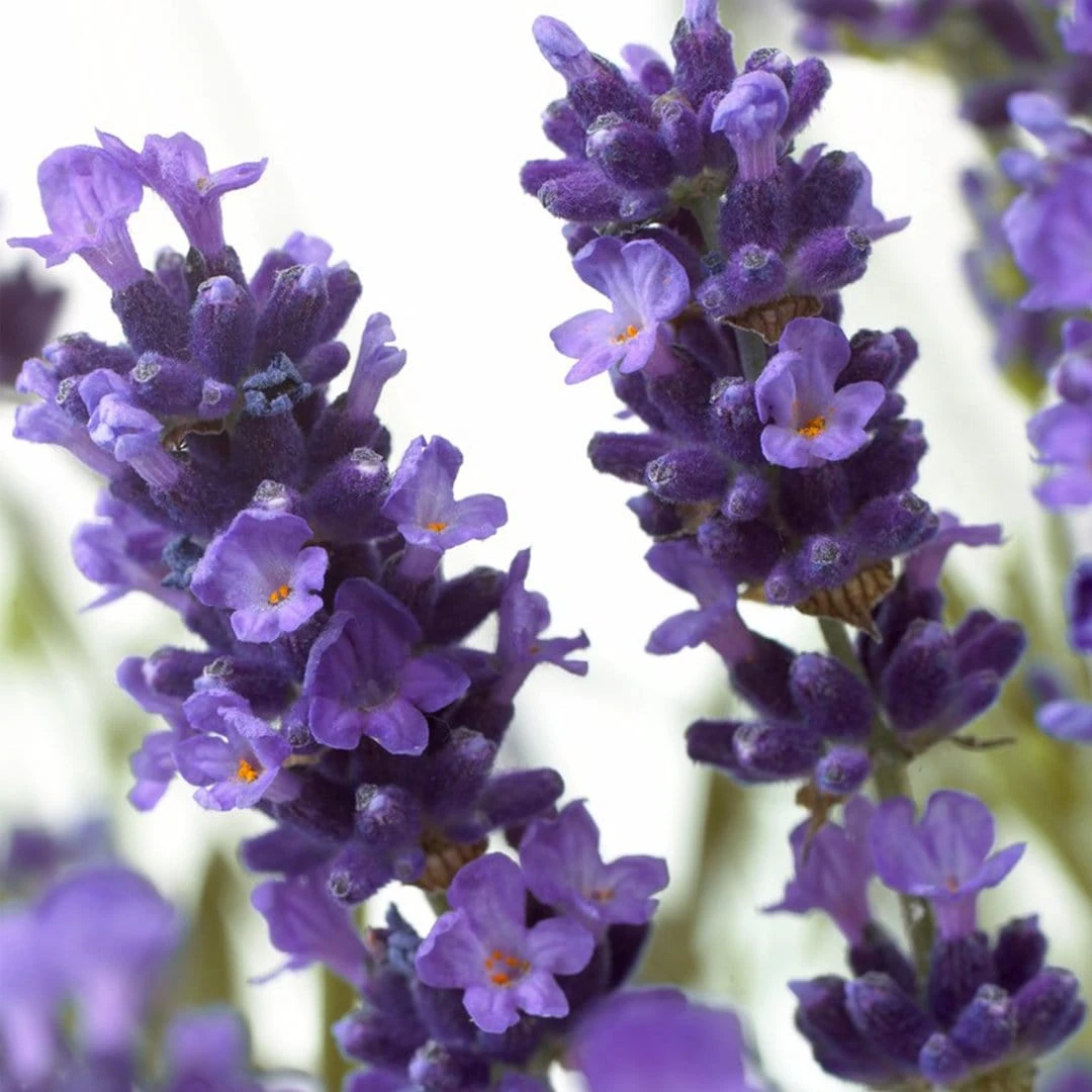 Roots Plants Perennials 15 Lavender Collection | Plug Plants 5 Roots Plants Perennials 15 Lavender Collection | Plug Plants