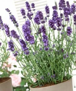 Roots Plants Perennials Lavender 'Hidcote Improved'
