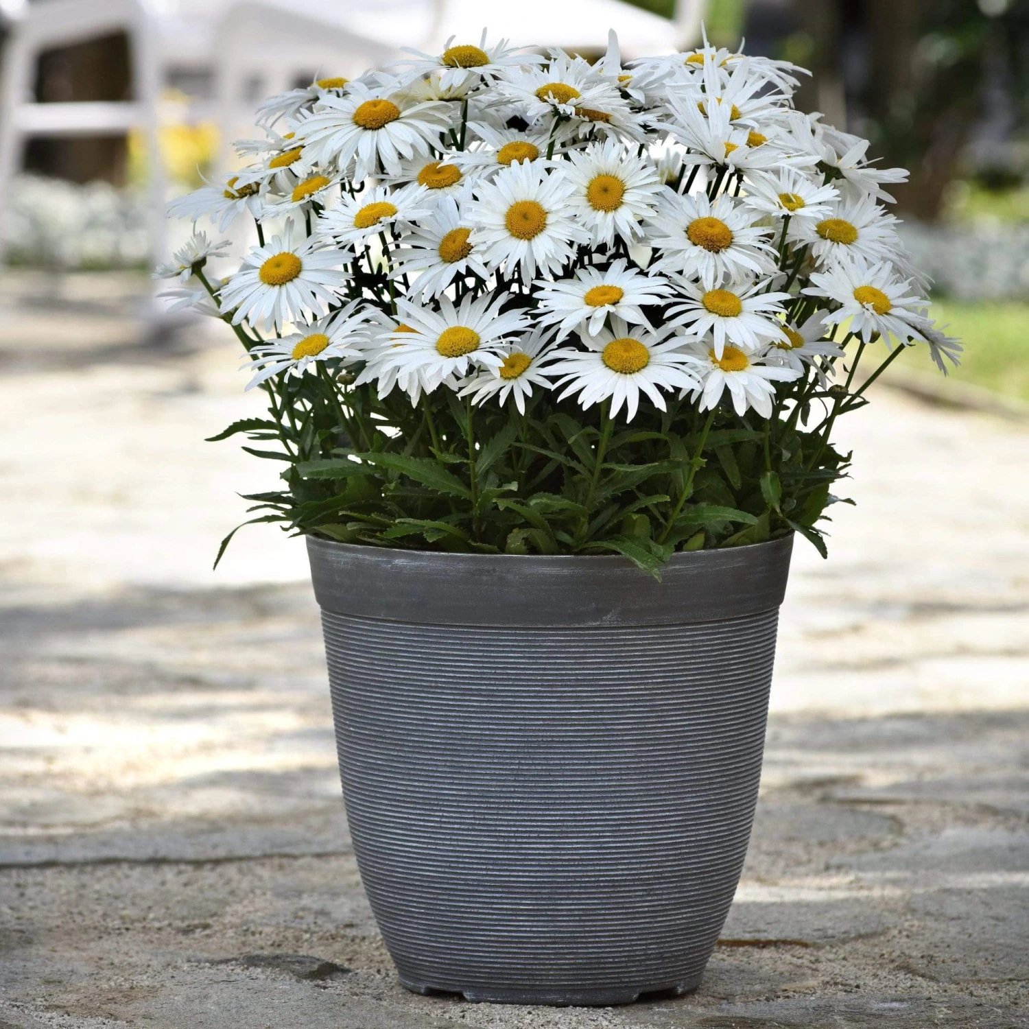 Roots Plants Leucanthemum 'Madonna' | Shasta Daisy 3 Roots Plants Leucanthemum 'Madonna' | Shasta Daisy