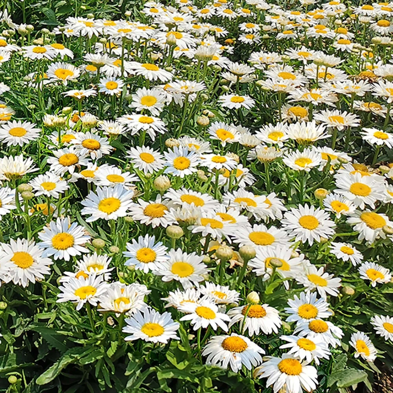 Roots Plants Leucanthemum 'Madonna' | Shasta Daisy 4 Roots Plants Leucanthemum 'Madonna' | Shasta Daisy