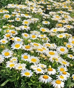 Roots Plants Mixed Flowering Perennial Plants | Extra Value Pack Perennials